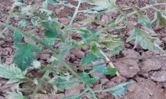 番茄肥害有哪些典型癥狀，發(fā)生后怎么處理？