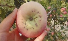 怎樣防治蘋果黑點病，它是什么原因造成的？