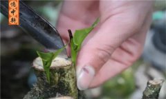 如何采用劈接法對茶樹進行嫁接？