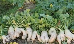 蘿卜分叉是什么原因，怎么防止蘿卜分叉？