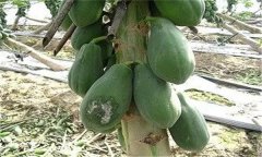 木瓜的褐腐病、銹病和早期落葉病如何進(jìn)行防治