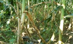 怎樣識(shí)別玉米紋枯病，用什么藥防治效果好