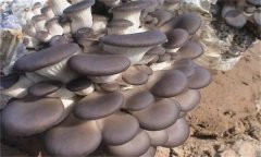 冬栽平菇如何采用簡(jiǎn)易生物能保溫法？