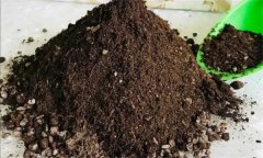 雙孢菇覆土材料要求 怎樣制作雙孢菇覆土材料？