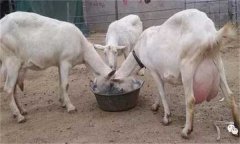 如何防治和預(yù)防母羊乳房炎?