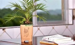 美麗針葵風水作用 如何栽培和養(yǎng)護美麗針葵？