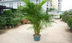 散尾葵的寓意與風(fēng)水作用 如何栽培養(yǎng)護(hù)散尾葵？