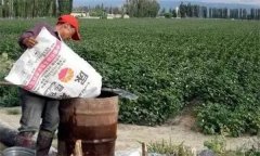 棉花應(yīng)該怎樣施肥、如何整枝，如何防治病蟲害