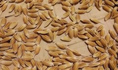 常規(guī)稻能自己留種嗎？它與無(wú)公害水稻有何不同