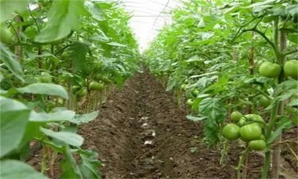 西紅柿高產(chǎn)怎樣施肥