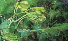 黃瓜蔓枯病由什么引起 如何防控黃瓜蔓枯病？