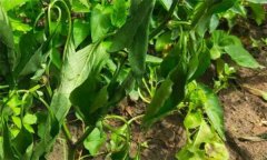 辣椒青枯病如何識別、如何防治？