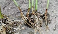 辣椒漚根是怎樣發(fā)生的？如何預(yù)防辣椒漚根？