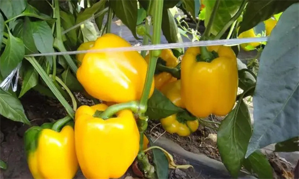 如何通過(guò)增光、降溫、配肥水促進(jìn)大棚甜椒著色