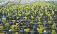 設(shè)置苦瓜育苗床需要哪些材料，如何設(shè)置苗床?