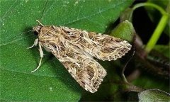 如何防治甘藍(lán)夜蛾，其發(fā)生規(guī)律是什么？