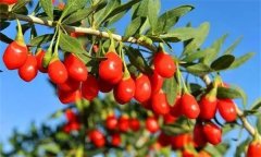 枸杞灌水的時(shí)間、方法與灌水量問題