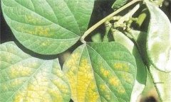 大豆花葉病毒病的發(fā)病原因、癥狀表現(xiàn)和防治方