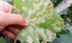 葡萄常見(jiàn)病蟲(chóng)害有哪些，如何防治？