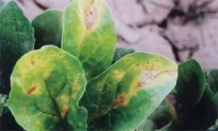 菠菜炭疽病的危害癥狀有哪些？如何防治？