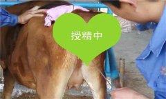 如何把握母牛輸精時(shí)間 輸精前應(yīng)做好哪些準(zhǔn)備？