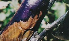 茄子細(xì)菌性軟腐病怎樣識別 怎么治 用什么藥治？