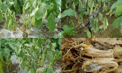 茄子青枯病如何識(shí)別、怎樣防控？