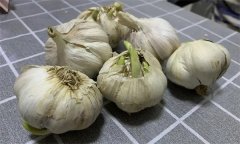 大蒜萌發(fā)期、幼苗期、鱗莖期、休眠期生育特點