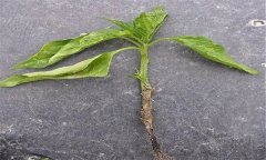 蔬菜苗期立枯病有哪些癥狀？用什么藥最好？