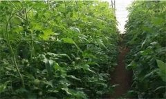 番茄定植前已施大量底肥，花前還追不追肥？