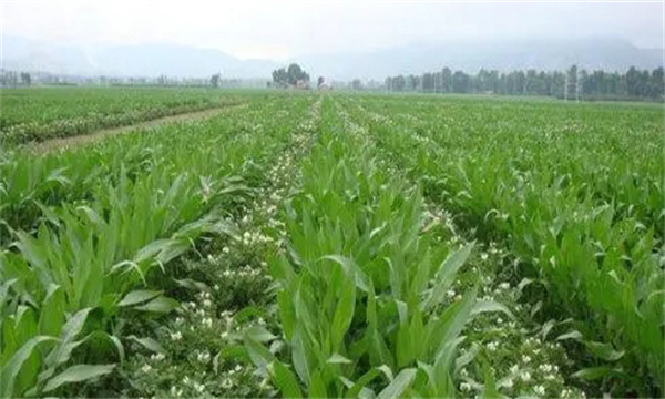 大蒜、玉米套種栽培技術(shù)要點