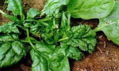 菠菜病毒病的危害癥狀、傳播途徑與發(fā)病原因
