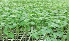 番茄怎樣育苗？番茄育苗技術(shù)操作要點