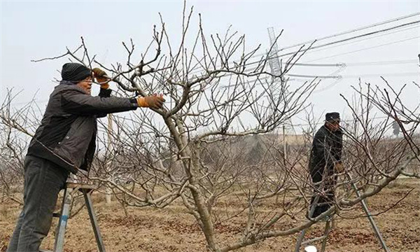 山楂盛果期需注意什么問題