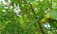 山楂缺鉀有什么癥狀，如何矯治？