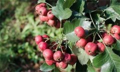 山楂缺鈣的癥狀表現(xiàn)與防治方法