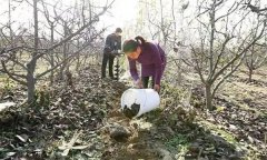 果樹配方施肥應注意哪些問題？