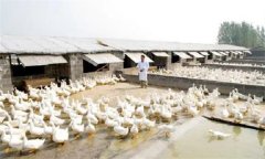 鴨場的衛(wèi)生消毒制度，這三項最重要！