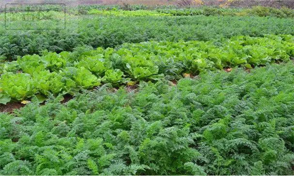 農(nóng)作物的間作、混作、套作