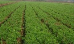 什么是農(nóng)作物的單作、間作、混作與套作