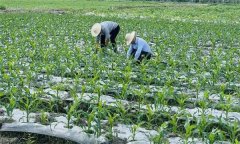 什么叫復(fù)種 復(fù)種的作用、類型、必要條件與方式