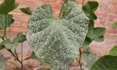 黃瓜白粉病是什么原因引起的，如何防治？