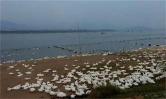 高致病性禽流感的病原是什么，如何防控？