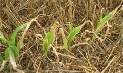 如何識別與防治草甘膦藥害？