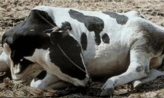 怎樣采取綜合措施治療牛瘤胃臌氣？