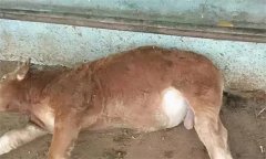 引起牛瘤胃臌氣的因素（原因）有哪些？