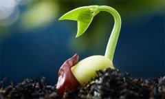 種子萌發(fā)需要哪三個(gè)外界要素條件？