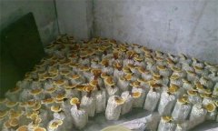 什么是靈芝瓶栽法？瓶栽靈芝怎樣進行管理？