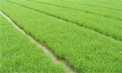 優(yōu)質稻對播種和育秧的要求 其生長發(fā)育有何特點