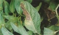 人參病蟲害有哪些種類，如何防治？